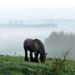 Paarden op Congoberg