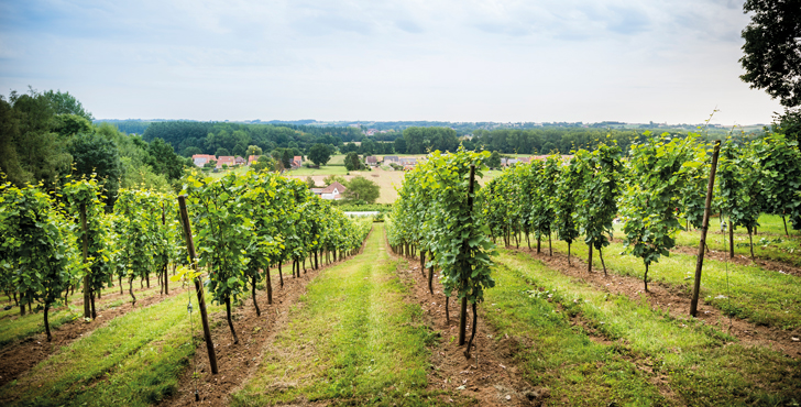 Panorama over wijngaard