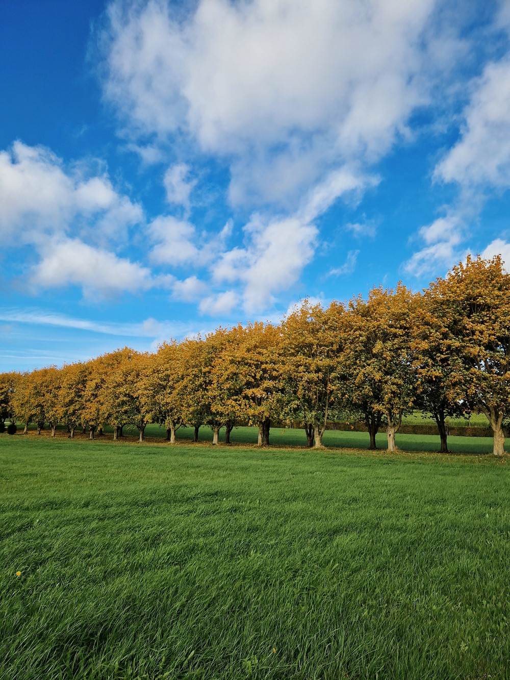 Herfstig Hageland