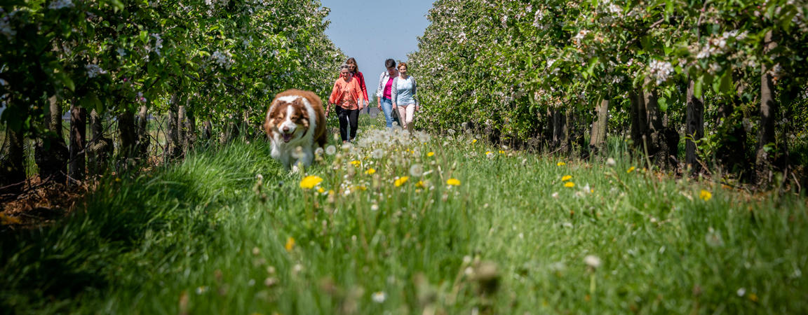 Wandelaars in het Hageland