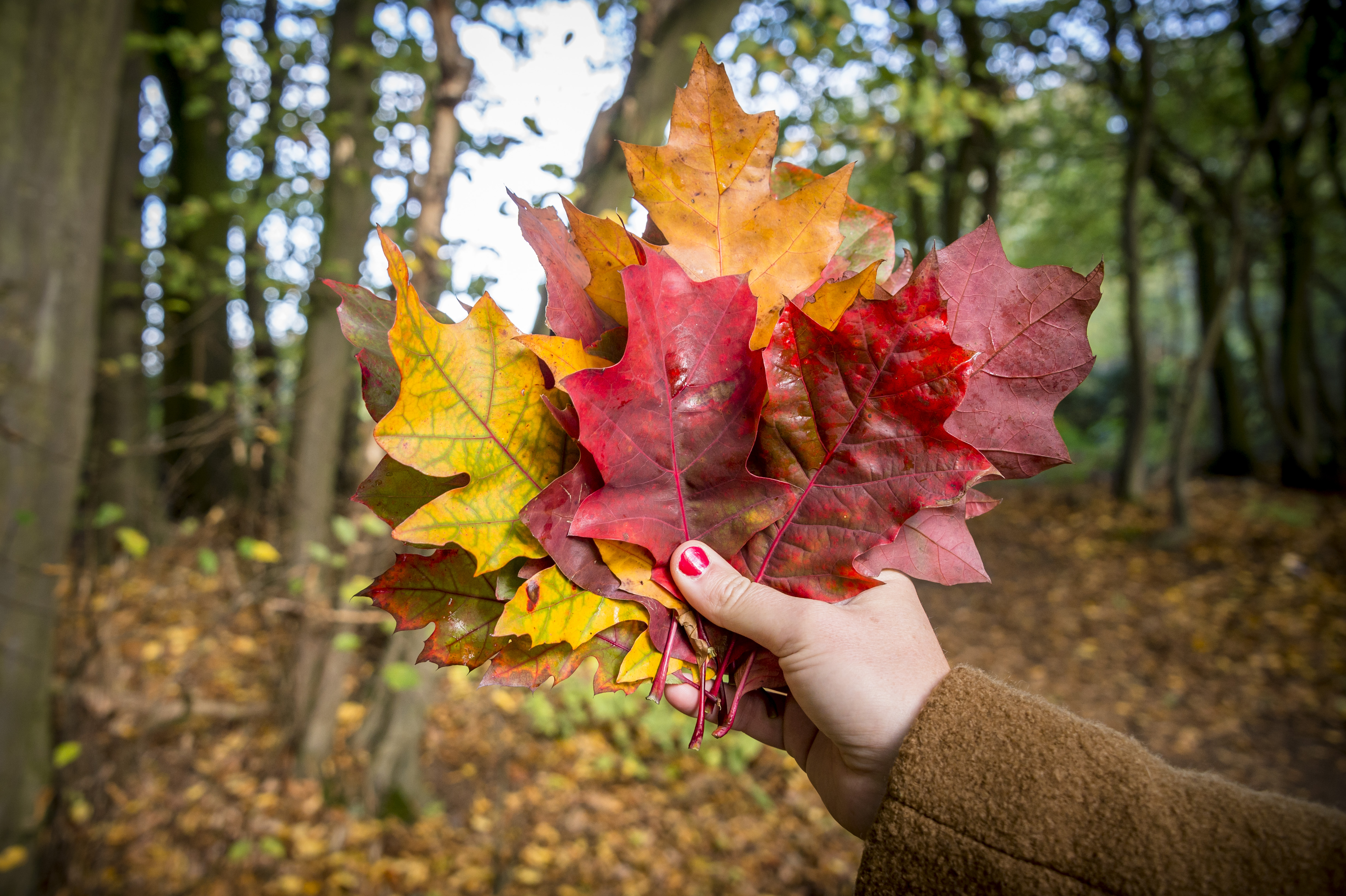 Herfstwandelen-foto