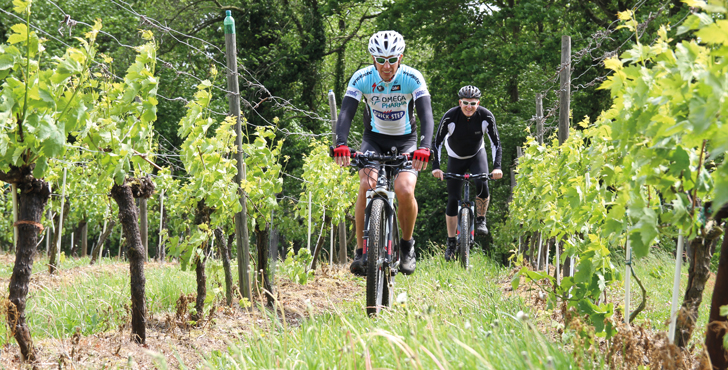 Mountainbike tussen de wijngaarden