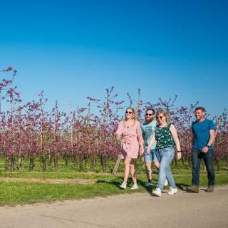 Vriendengroep wandelt langs bloesemboomgaard